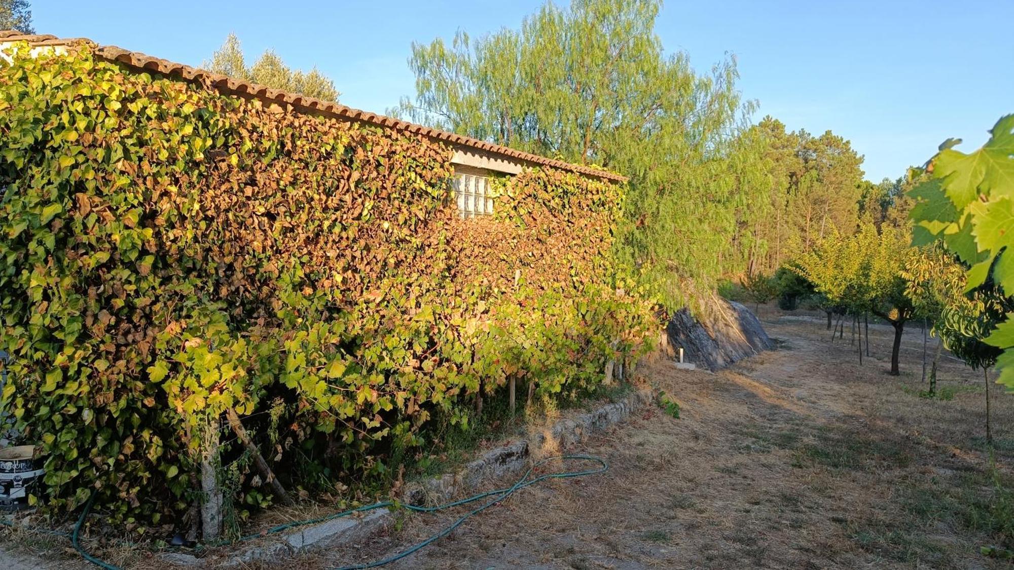 Quinta Da Pedra Mija Casa de hóspedes Santar Exterior foto