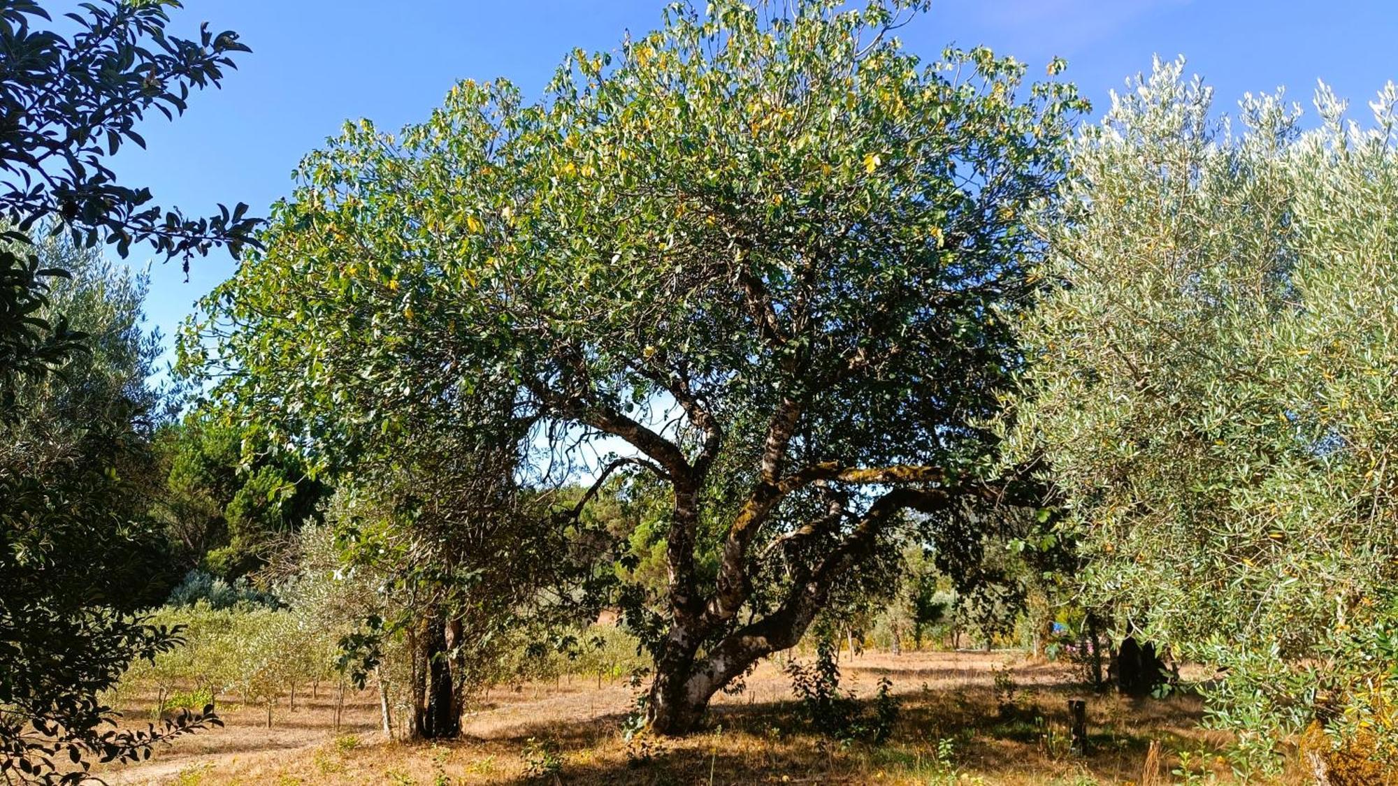 Quinta Da Pedra Mija Casa de hóspedes Santar Exterior foto