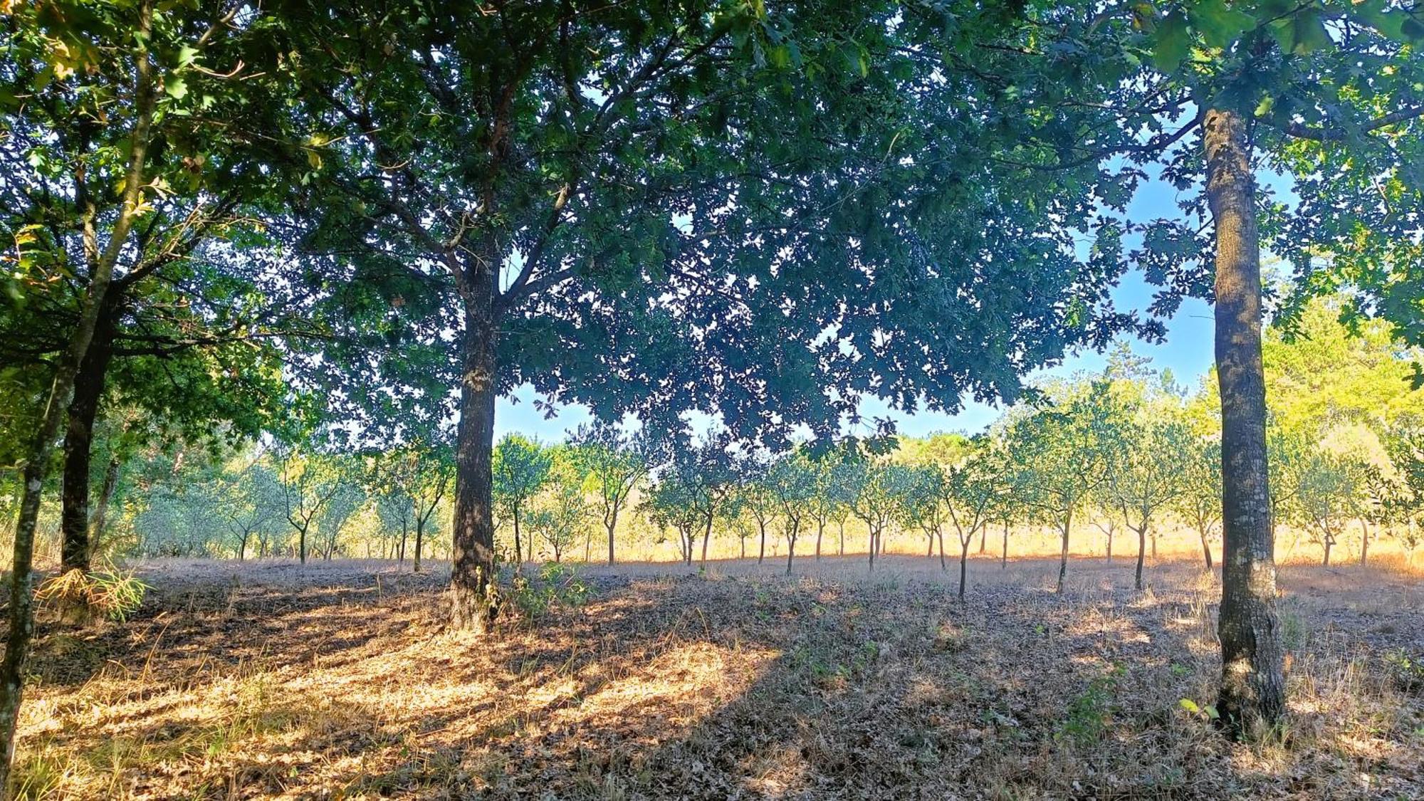 Quinta Da Pedra Mija Casa de hóspedes Santar Exterior foto